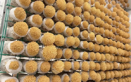 骆峰菌业