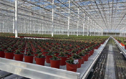 上海光明花卉超级工厂
